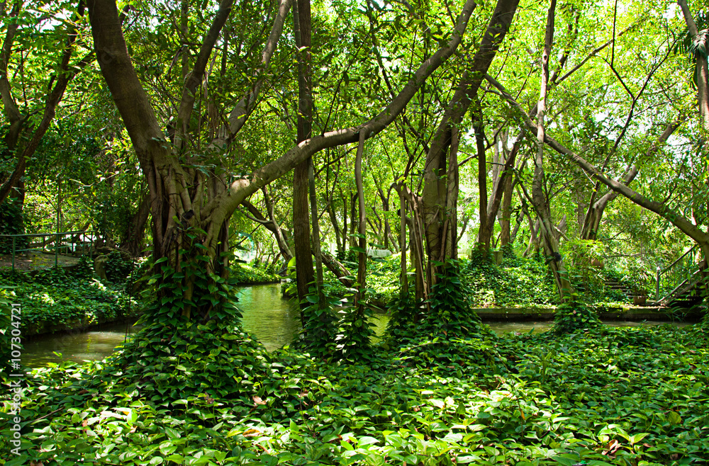 Fototapeta premium green trees in the forest and beautiful river