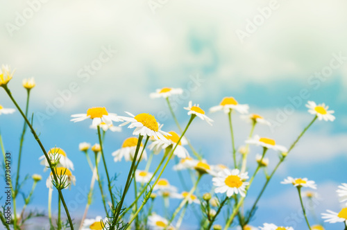 White daisies in a field against the sky