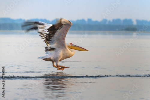 white pelican (pelecanus onocrotalus) © porojnicu