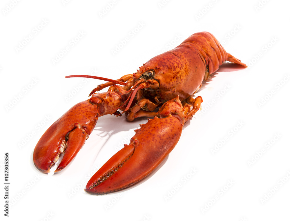 Cooked Lobster Isolated on White Cooked Lobster Isolated on White
