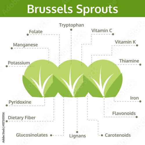 brussels sprouts nutrient of facts and health benefits, vector