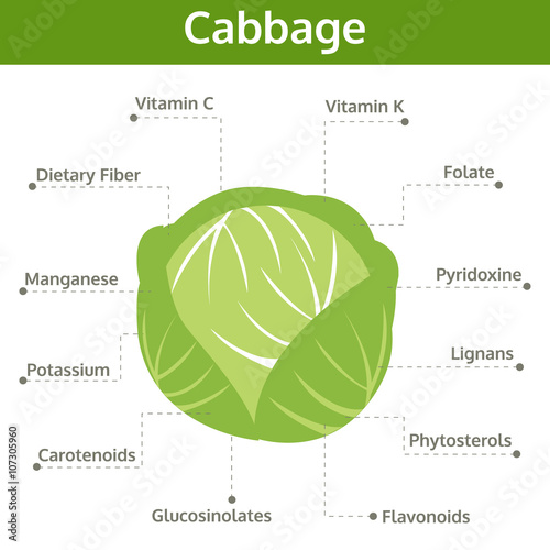 cabbage nutrient of facts and health benefits, info graphic