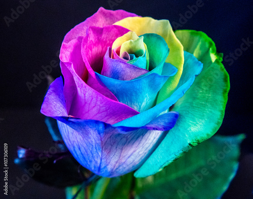 Multi colored rose blossom, rainbow colors