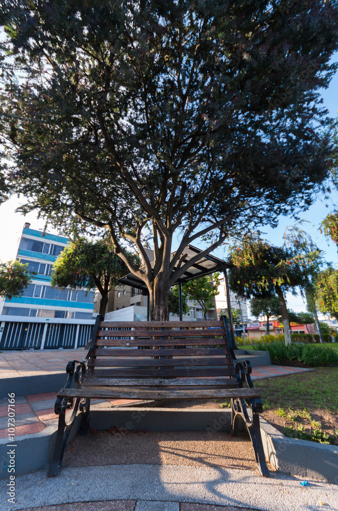 Old style bench under wide green tree in the park. Architecture behind