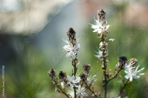 Spring white asfodelus © tanyatorgonskaya