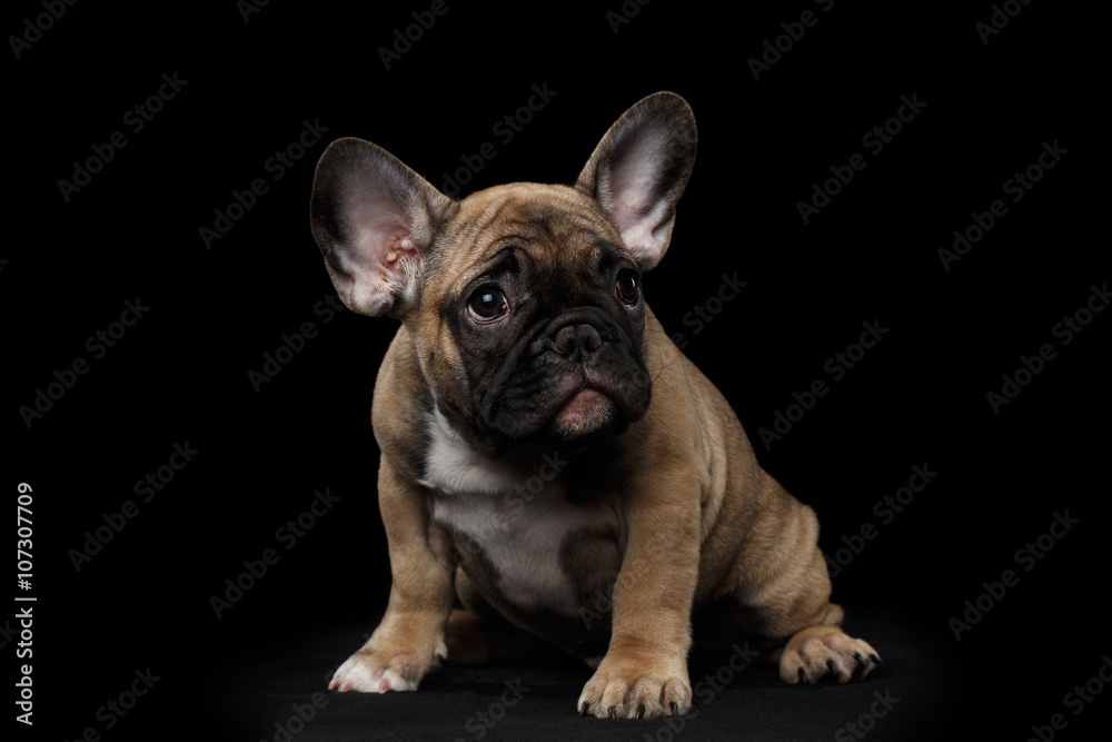 French Bulldog Puppy Sitting and Pity Looking , Front view,  Isolated