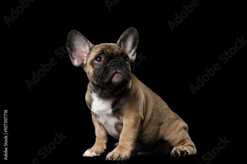 French Bulldog Puppy Sitting and Pity Looking   Front view   Isolated