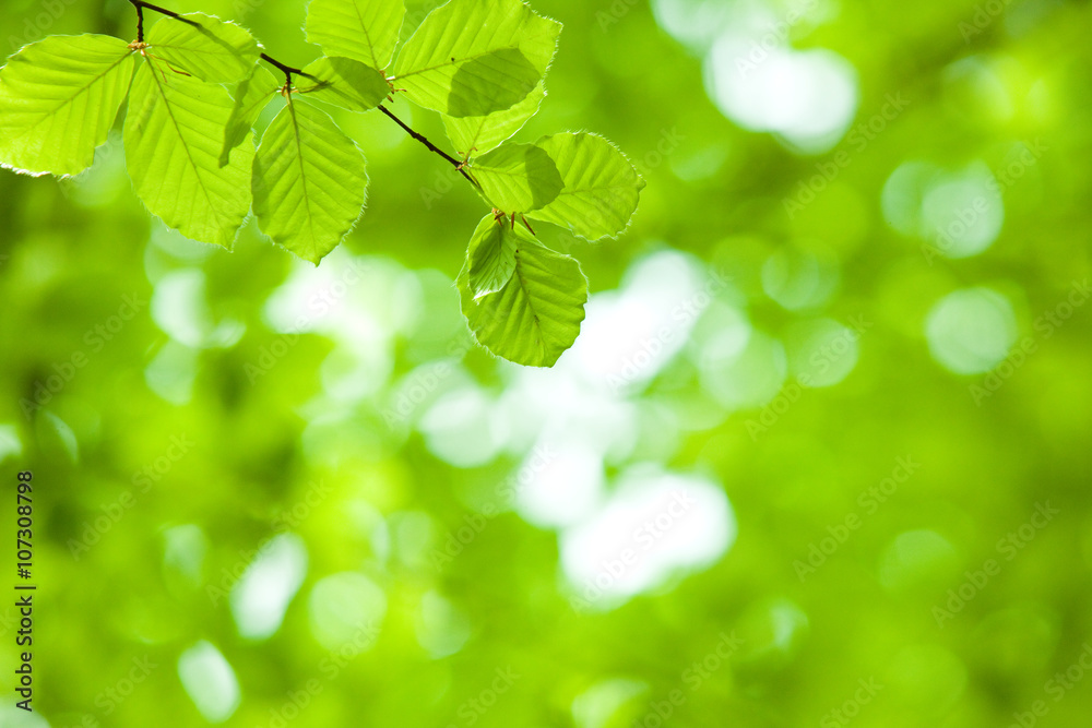 perfect green leaf with natural background perfect green leaf with natural background