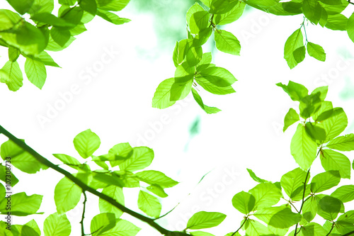 perfect green leaf with natural background