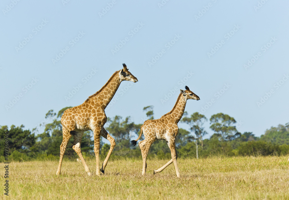 Obraz premium Giraffe mother and child