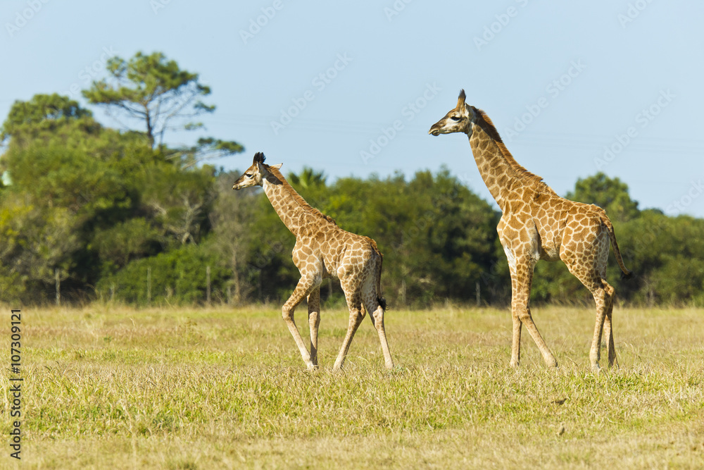Fototapeta premium Giraffe pair walking