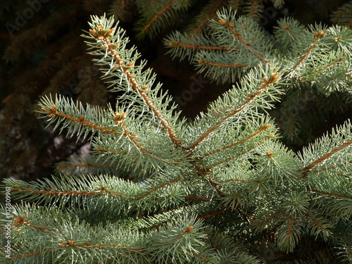 twigs of spruce tree