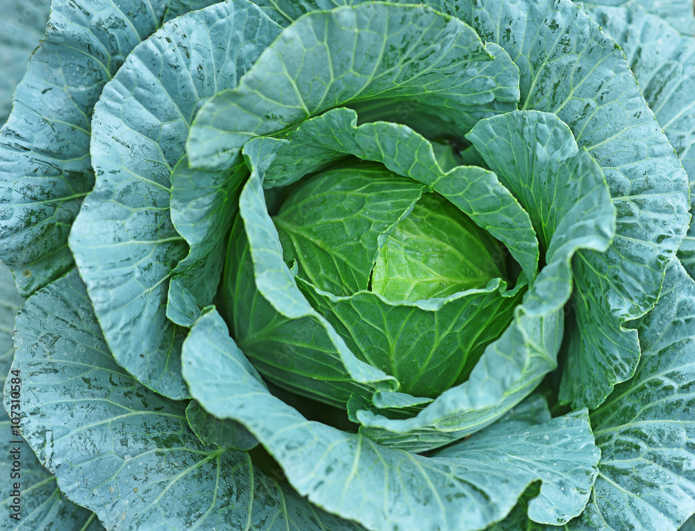 Cabbage fresh background Cabbage fresh background