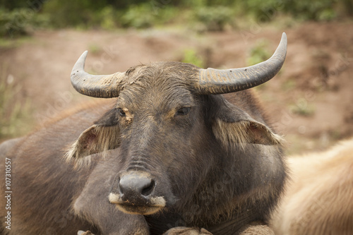 Bufalo acquatico asiatico ( bubalus bubalis) 