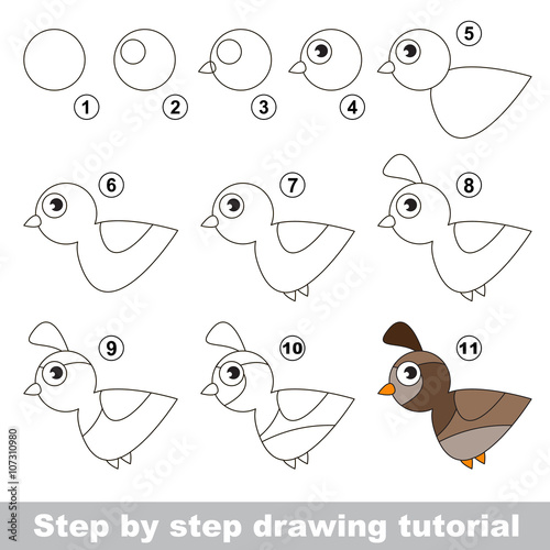 Quail. Drawing tutorial.