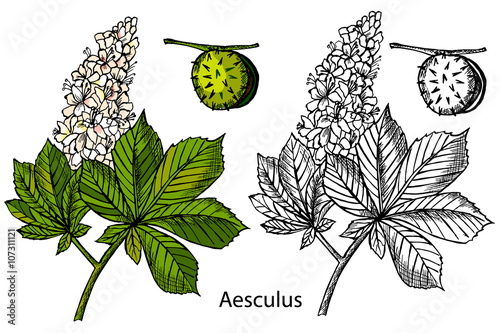 Aesculus. Buckeye. Horse chestnut. Chestnut. Medical plant