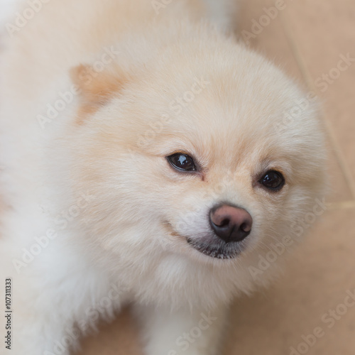 pomeranian small dog cute pets friendly in home
