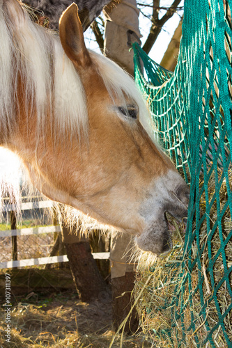 Horse is eating hey from a hey net
