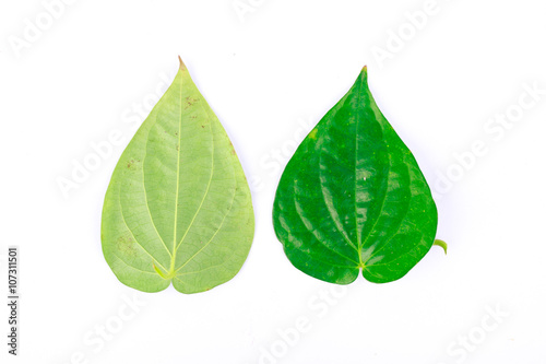 Fotografie Front and rear of the betel leaf