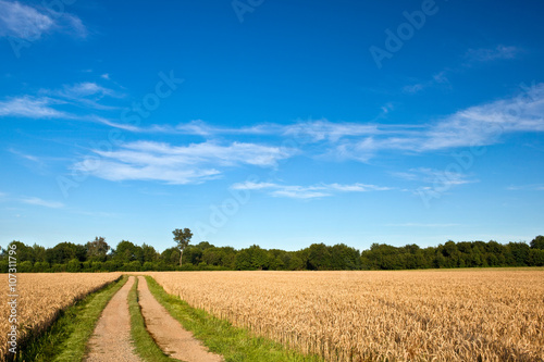 dirt road on a wheat field with blue sky