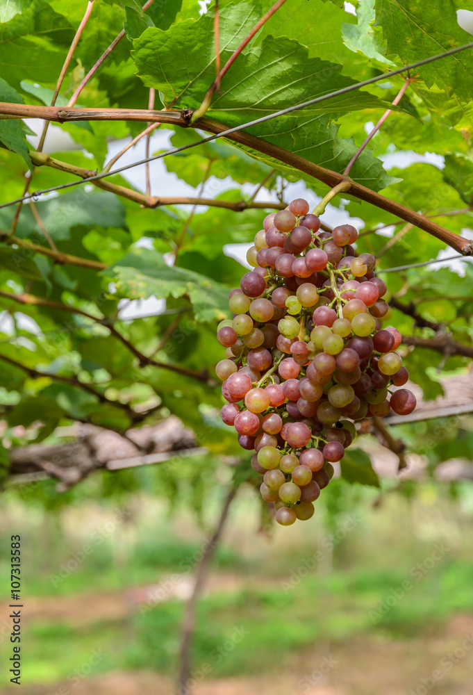 Vineyard with unripe grapes on the vine