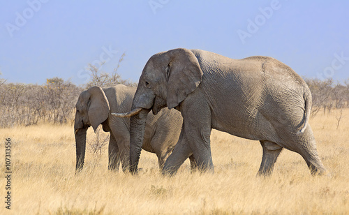 zwei elefanten familie namibia afrika 