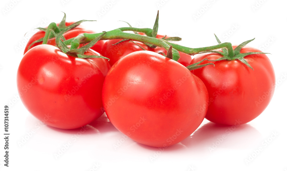 branch of tomatoes isolated on white branch of tomatoes isolated on white