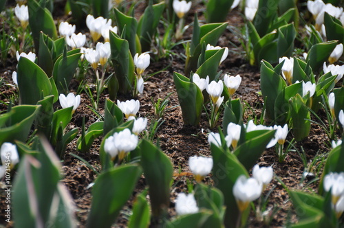 weiß0e Krokusse photo