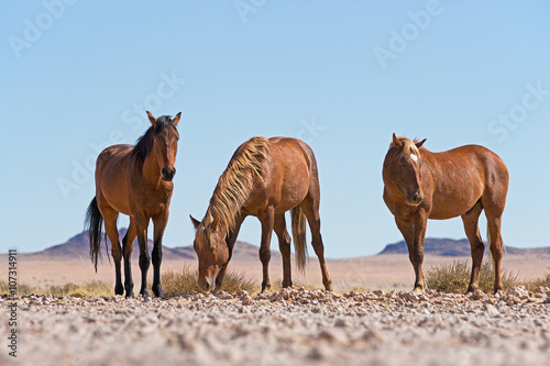 Wilde Pferde von Garub W  ste Namibia