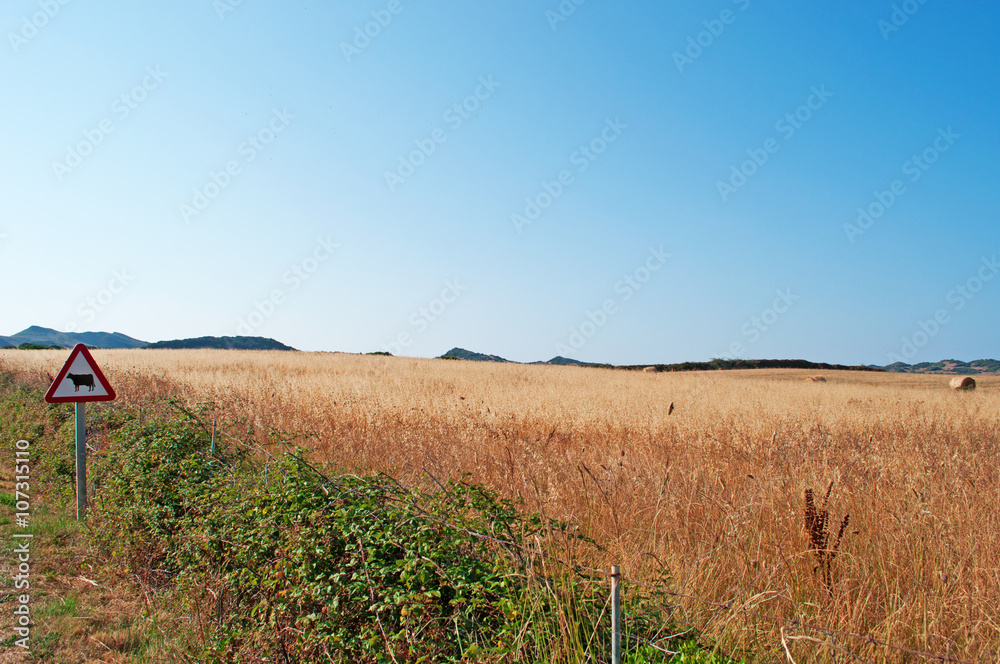 Minorca, Isole Baleari, Spagna: campo di grano e un segnale di pericolo mucche nella campagna minorchina il 6 luglio 2013 Minorca, Isole Baleari, Spagna: campo di grano e un segnale di pericolo mucche nella campagna minorchina il 6 luglio 2013