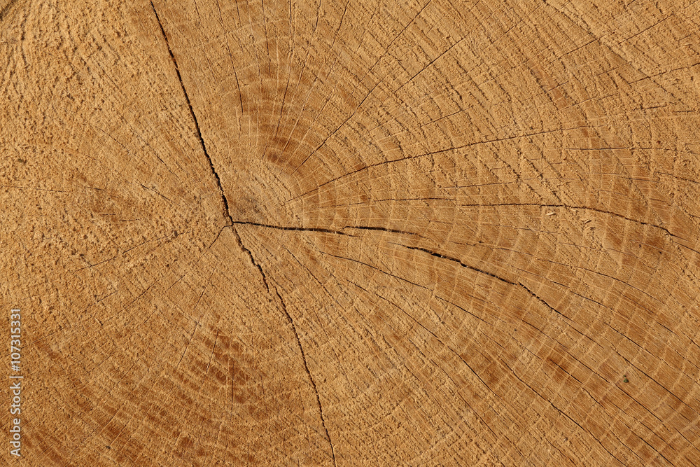 Fototapeta premium wood texture