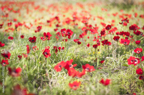 Red flowers in a meadow blurred during the Darom Adom (Red South) festival in the Negev desert in the springtime. Flower field
