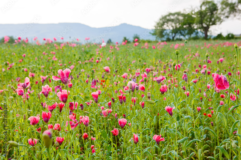 Pink blooming poppy, huge field of blossoming flowers