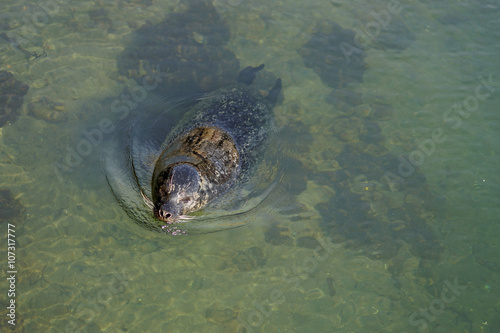 One Seal swimming