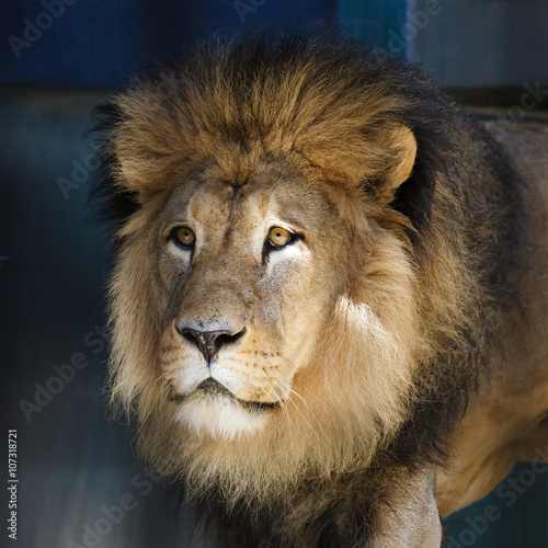 Portrait of the lion