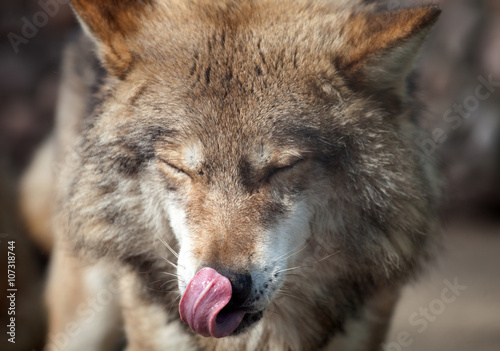 Grey Wolf  Canis lupus  licking chops