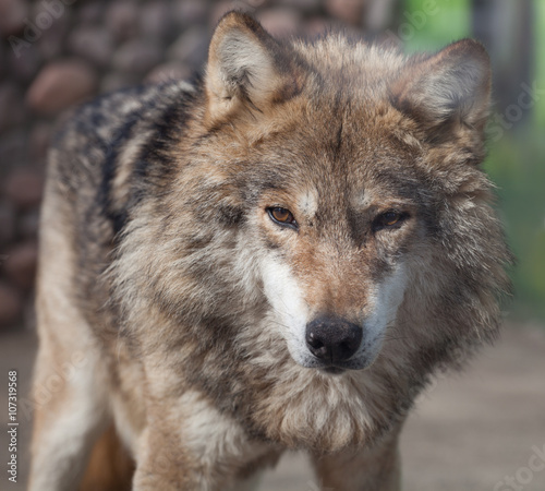 Grey Wolf  Canis lupus 