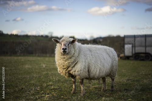 Pregnant Sheep in Cotswold Landscape. Cheltenham, UK