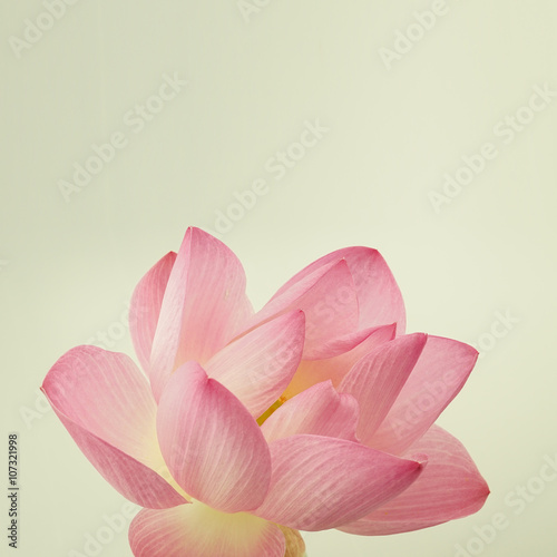 classic color lotus in soft style for background

