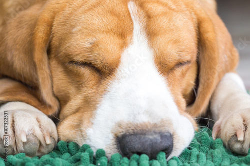 Beagle dog boy sleep