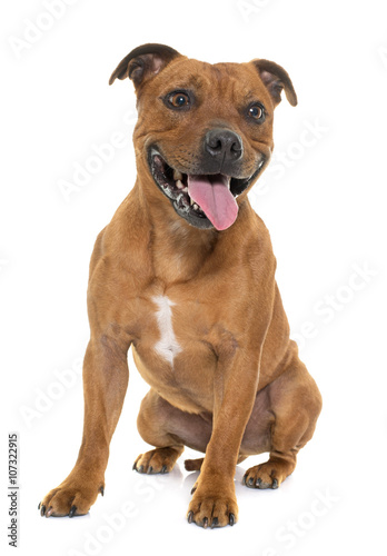 stafforshire bull terrier