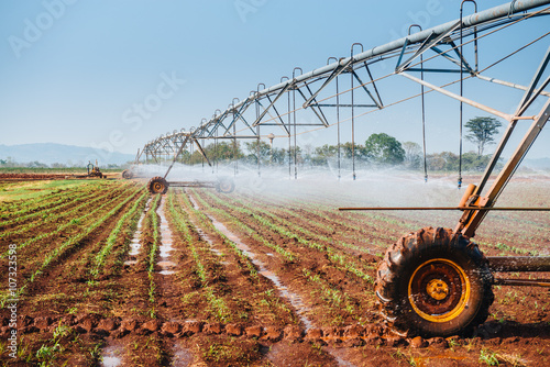 Center pivot sprinkler system watering corn shoots in a corn fie