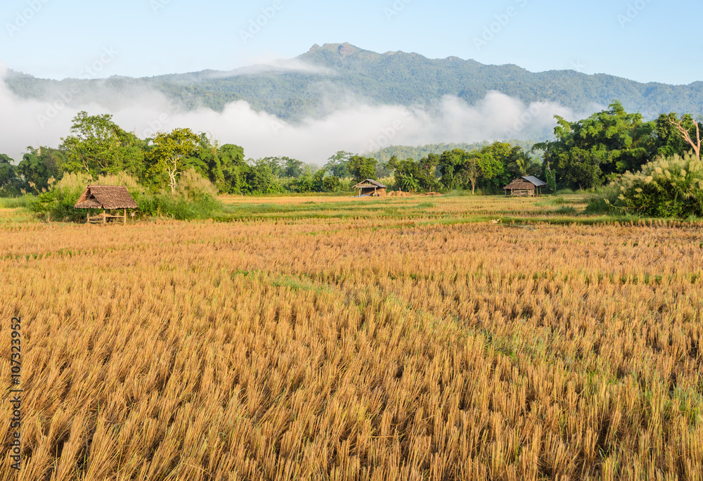 Morning view of rice field after harvesting with fog over the mo