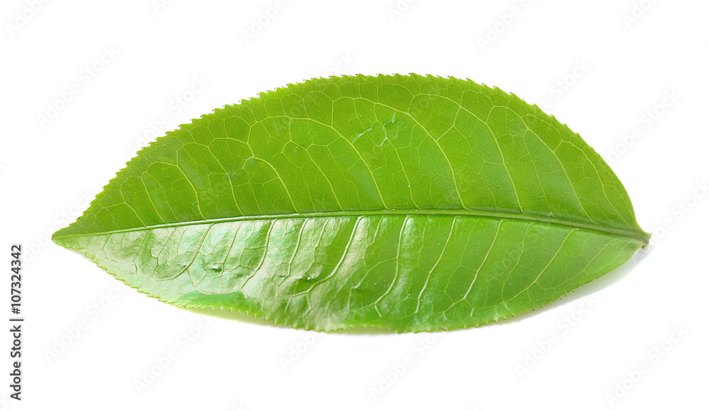 Obraz premium Green tea leaf isolated on white background.