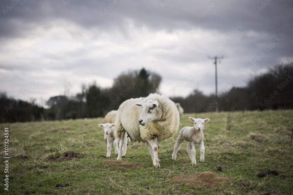 Welsh Sheep and Lambs in Cotswold Landscape. Cheltenham, UK - obrazy, fototapety, plakaty 