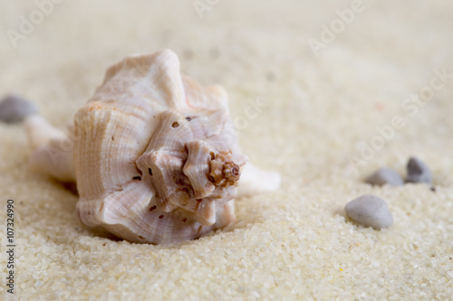 Conchiglia di mare su sabbia chiara