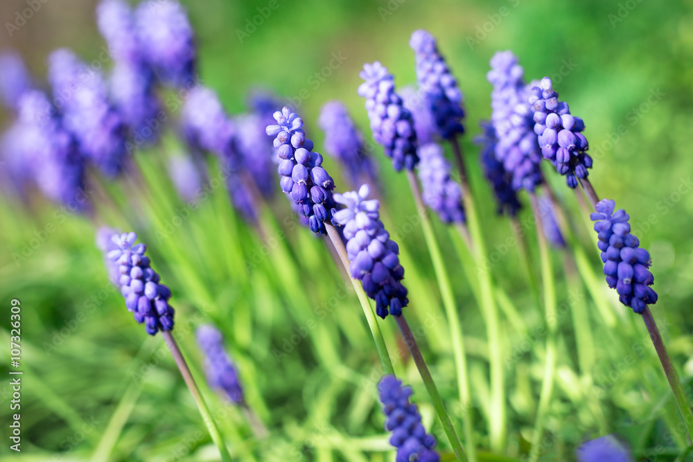 Fototapeta premium Grape hyacinth flowers