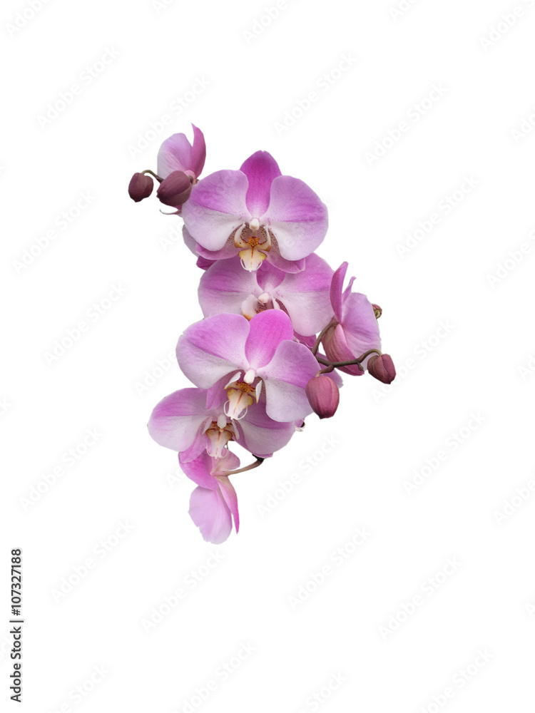 Orchidea Orchidea
