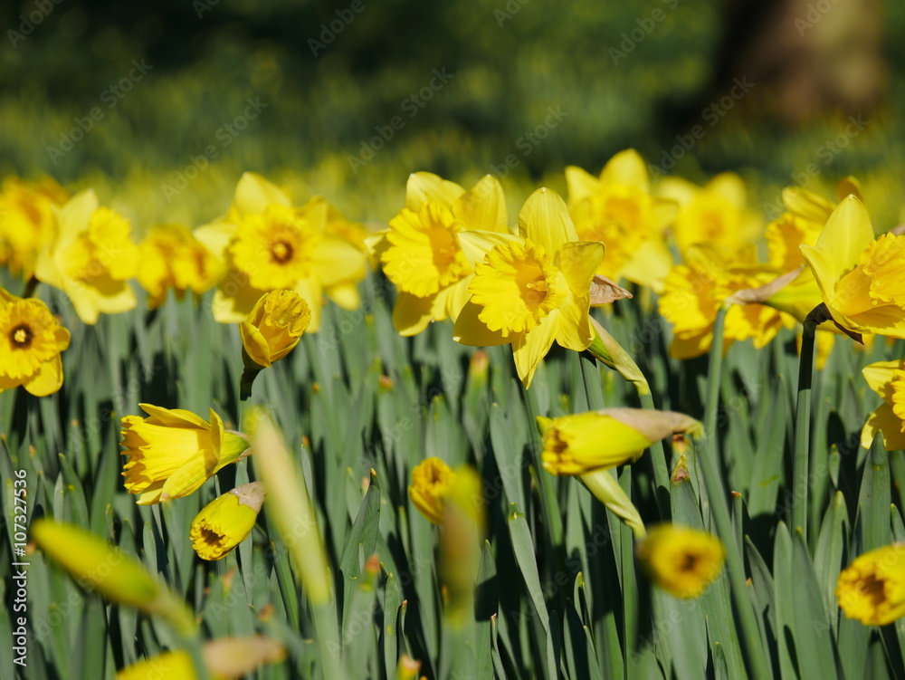 Obraz premium Lovely yellow daffodil flowers blooming in the spring