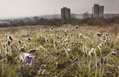 Panoramic view of Kamenny Vrch, flowering pasque (Pulsatilla/Crocus)  meadow, Brno, Czech Republic photo